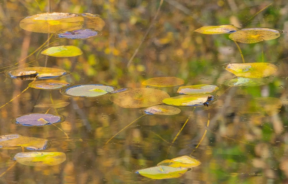 WA-Phantom Lake-Lilly Pads